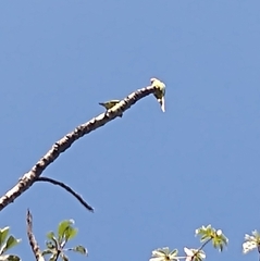 Eupsittula aurea