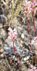 Lachenalia barbarae