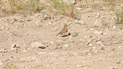 Geositta cunicularia