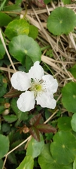 Rubus trivialis