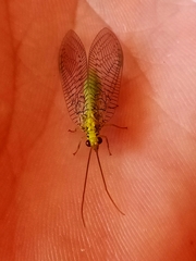 Italochrysa insignis