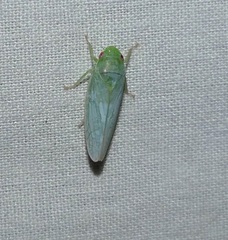 Ponana
