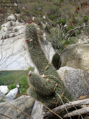 Mammillaria phitauiana