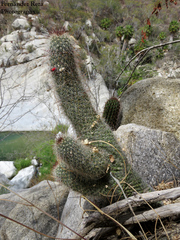 Mammillaria phitauiana