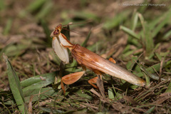 Hymenopus coronatus