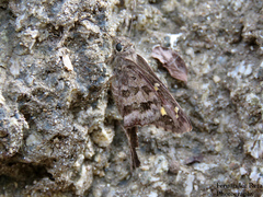 Thorybes dorantes calafia