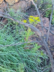 Kalanchoe paniculata