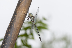 Austroaeschna unicornis