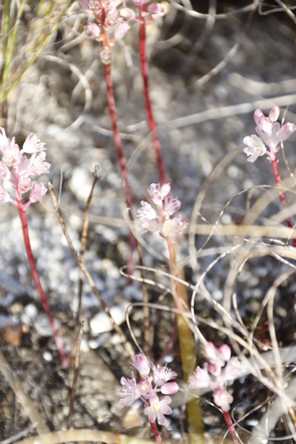 Image of Lachenalia barbarae by (c) Tony Rebelo, some rights reserved (CC BY-SA)