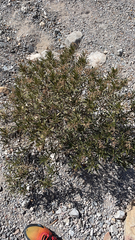 Eriodictyon trichocalyx