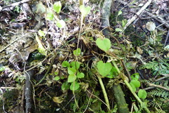 Calystegia tuguriorum