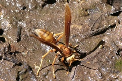 Polistes cavapyta