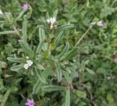 Buglossoides arvensis