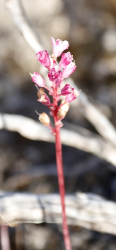 Image of Lachenalia barbarae by (c) Tony Rebelo, some rights reserved (CC BY-SA)