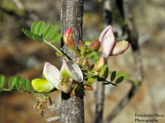 Coursetia glandulosa