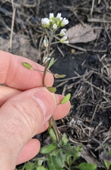 Tomostima platycarpa