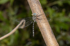 Austroaeschna unicornis