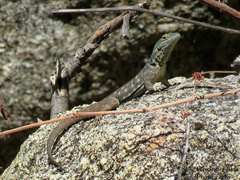 Petrosaurus thalassinus