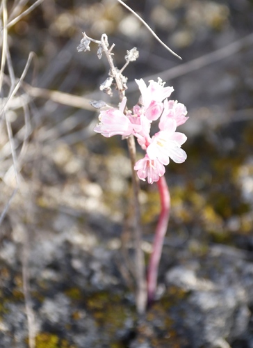 Image of Lachenalia barbarae by (c) Tony Rebelo, some rights reserved (CC BY-SA)