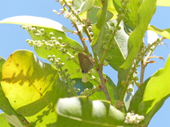 Electrostrymon endymion