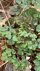 Aquilegia canadensis