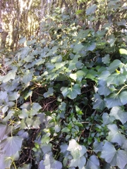 Hedera azorica