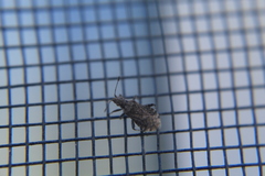 Aufeius impressicollis