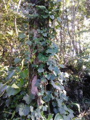 Hedera azorica