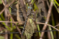 Austroaeschna unicornis