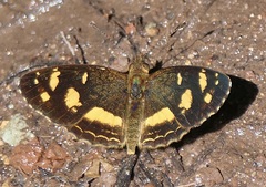 Telenassa berenice