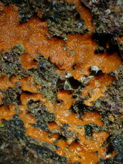 Hymeniacidon perlevis