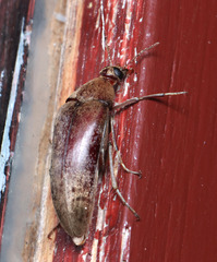 Ripiphoridae