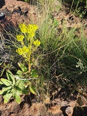 Kalanchoe paniculata
