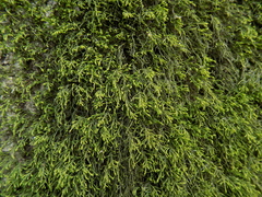 Anomodon longifolius