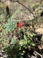 Calliandra californica