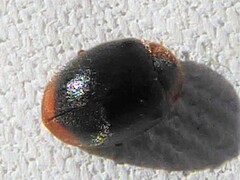 Scymnus ferrugatus