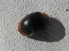 Scymnus ferrugatus
