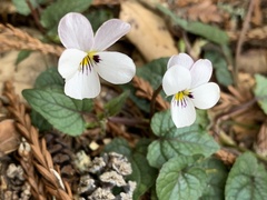 Viola ocellata