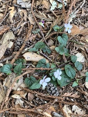 Viola ocellata