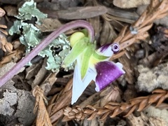 Viola ocellata