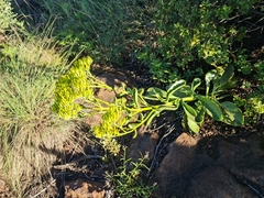Kalanchoe paniculata