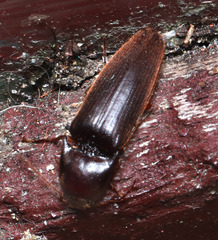 Athous haemorrhoidalis