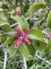 Rhus ovata