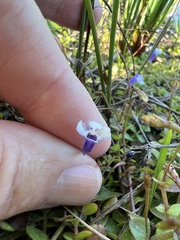 Lindernia grandiflora