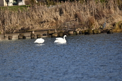 Cygnus columbianus