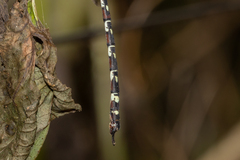 Austroaeschna unicornis