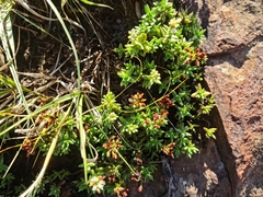 Crassula dependens