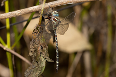 Austroaeschna unicornis
