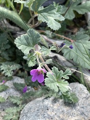 Erodium texanum