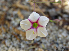 Commicarpus brandegeei